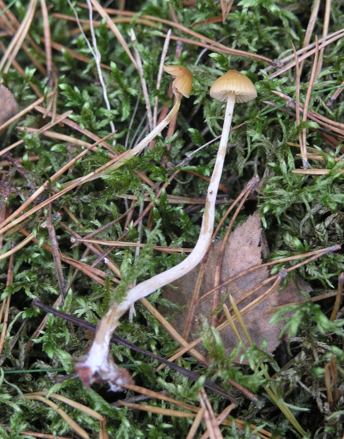 Galerina mniophila image
