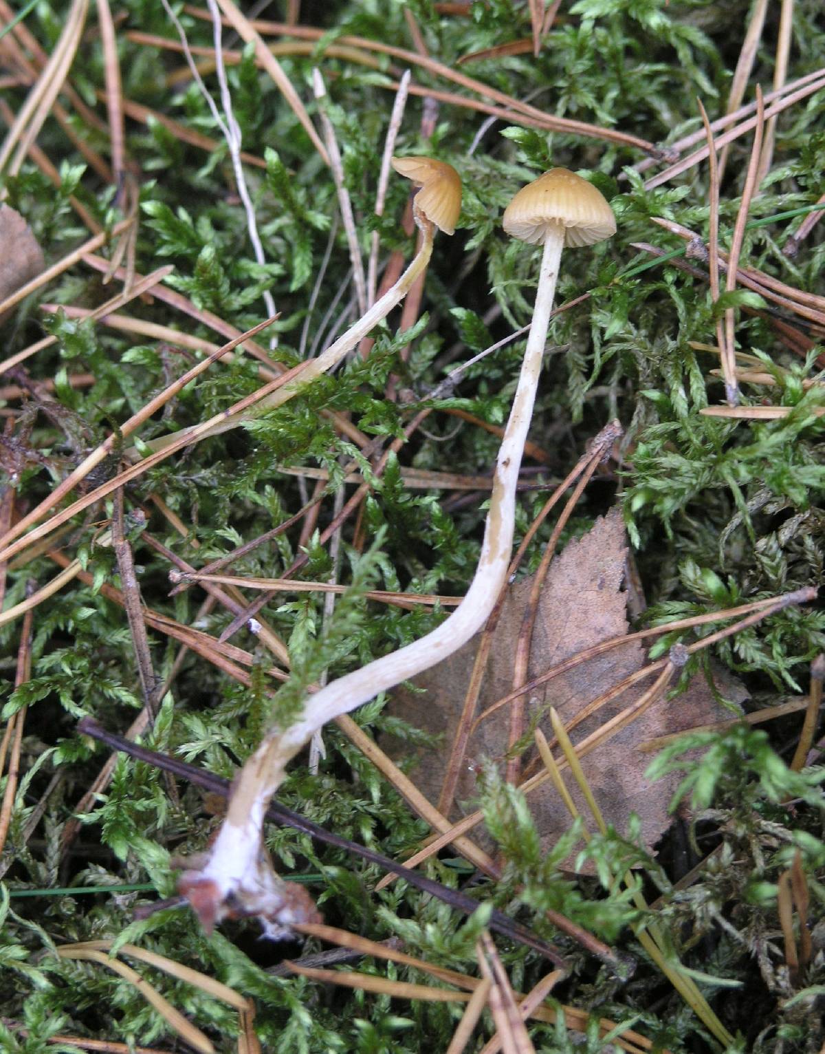 Galerina mniophila var. mniophila image