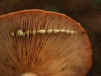 Lactarius xanthogalactus image