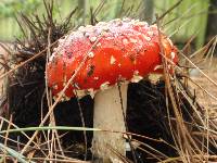 Amanita amerimuscaria image