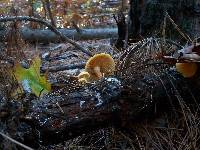 Gymnopilus sapineus image