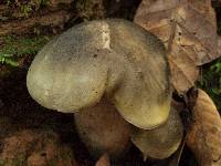 Tricholoma saponaceum image