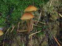 Galerina clavata image