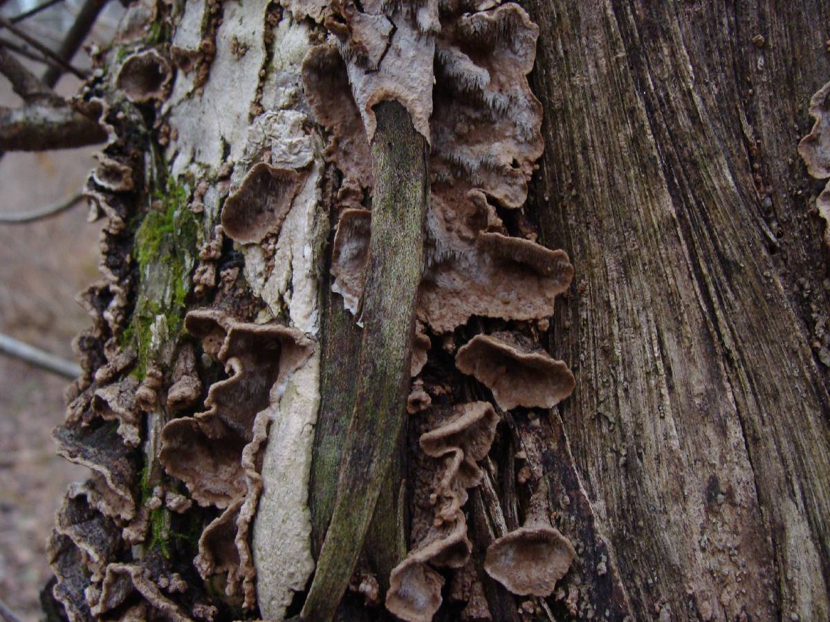 Fuscocerrena portoricensis image