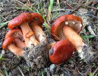 Lactarius subflammeus image