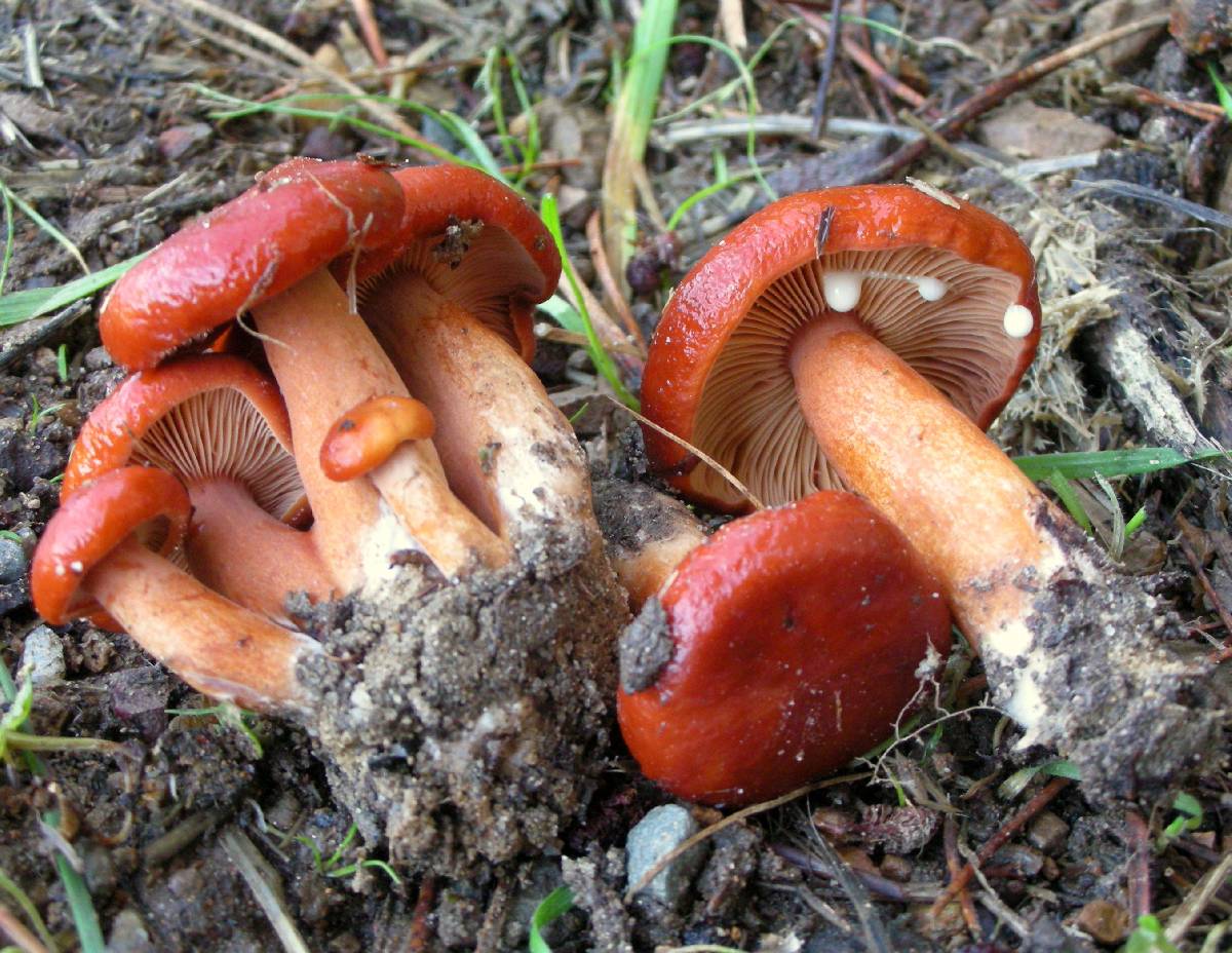 Lactarius subflammeus image