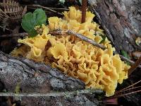 Sparassis crispa image