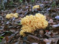 Ramaria rasilispora image