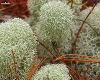 Cladonia evansii image