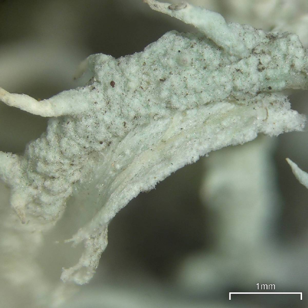 Cladonia pachycladodes image
