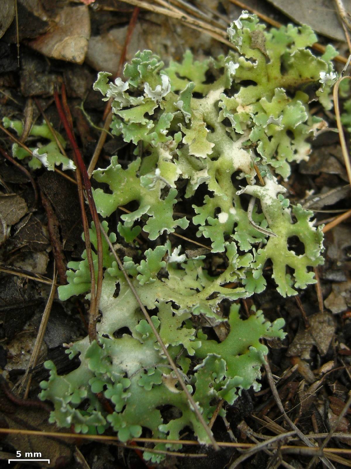 Cladonia prostrata image