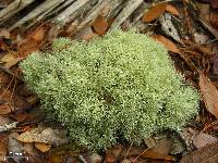 Cladonia subtenuis image