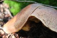 Suillus caerulescens image