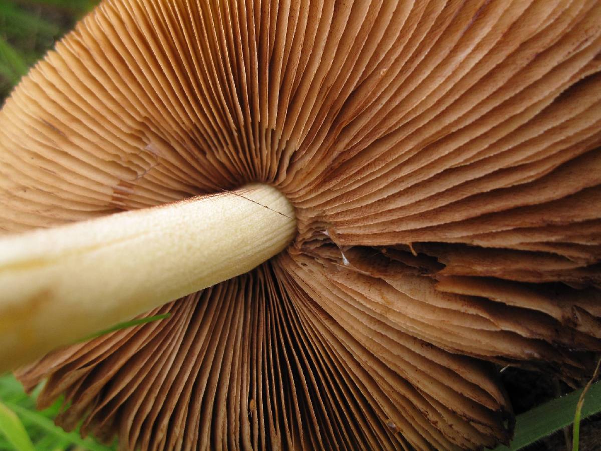Bolbitius incarnatus image