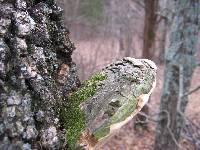 Perenniporia fraxinophila image