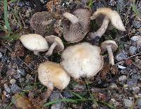 Clitocybe plana image