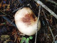 Agaricus hondensis image