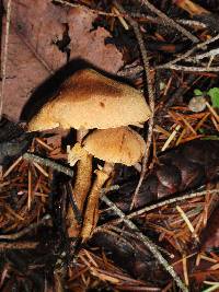 Cystoderma fallax image