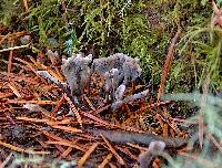 Thelephora anthocephala image