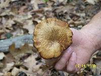 Polyporus leptocephalus image