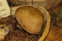 Agaricus osecanus image