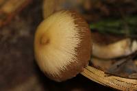 Psathyrella longistriata image