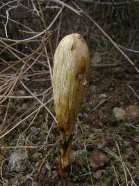 Podaxis pistillaris image