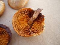 Gymnopilus thiersii image