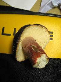 Russula queletii image