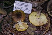 Floccularia albolanaripes image
