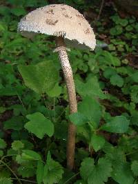 Macrolepiota prominens image