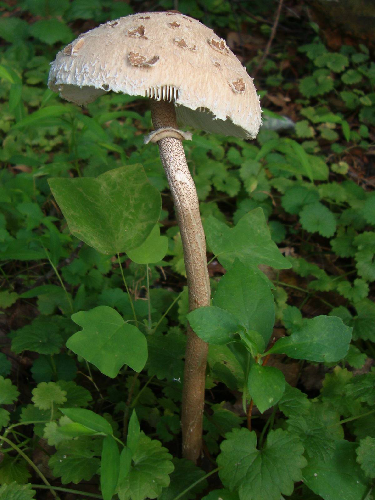 Macrolepiota prominens image