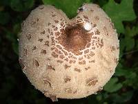 Macrolepiota prominens image