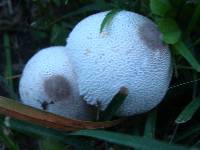 Leucocoprinus cepistipes image