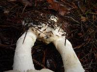 Leucoagaricus amanitoides image