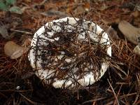 Leucoagaricus amanitoides image