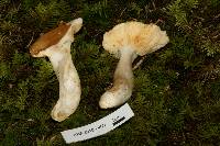 Russula gilva image