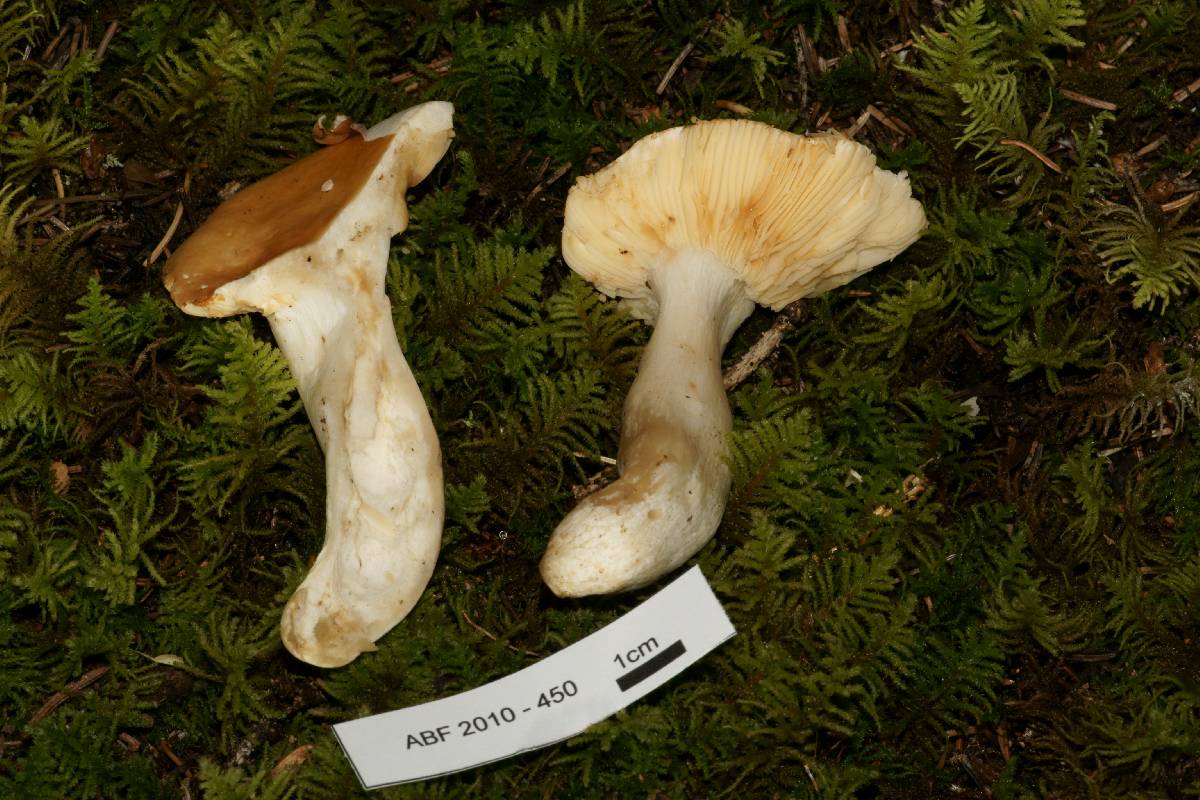 Russula gilva image