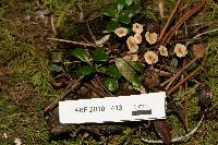 Marasmius pallidocephalus image