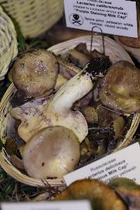 Lactarius californiensis image