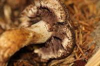 Agaricus fuscovelatus image