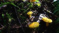 Pholiota flammans image