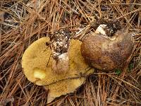 Suillus fuscotomentosus image