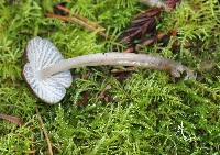Mycena galericulata image