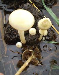 Stropharia semiglobata image