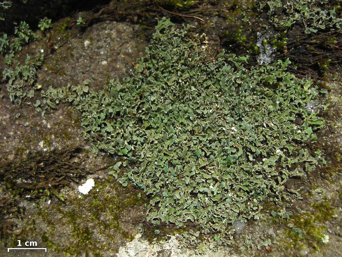 Cladonia petrophila image