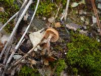 Psilocybe crobula image