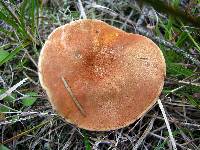 Gyroporus castaneus image