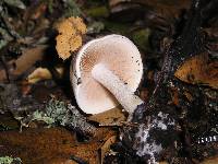 Hebeloma crustuliniforme image