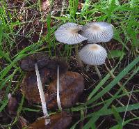 Coprinellus impatiens image